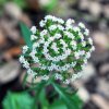 Centranthus calcitrapae